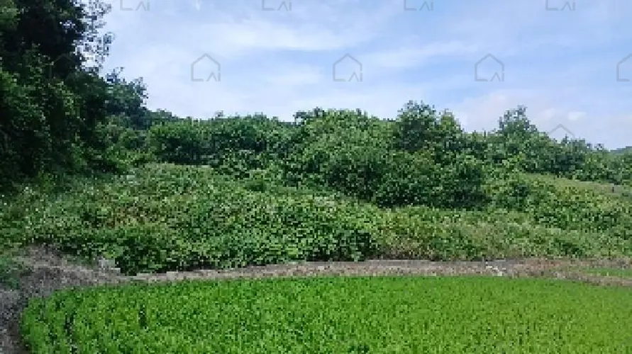 B0005202025013000076725.jpg